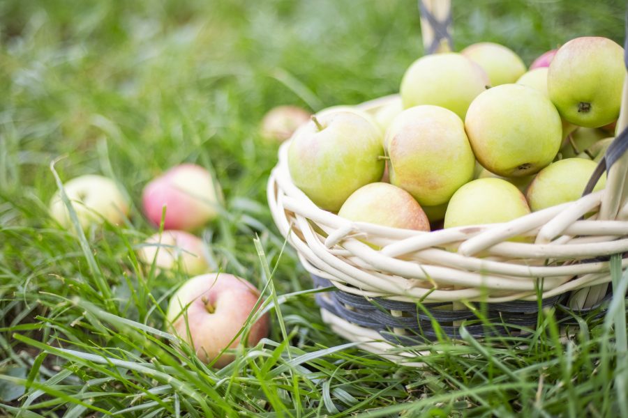 basket of apples on a grass field in Western North Carolina